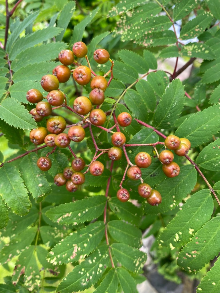 A picture of unripe rowan berries from the tree in my garden.